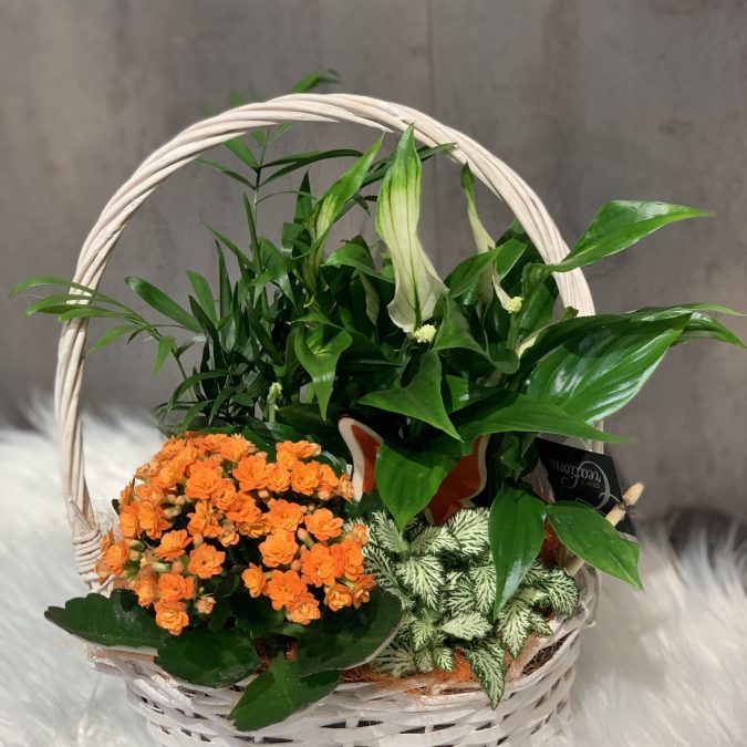 Photos page d’accueil Brumath 2