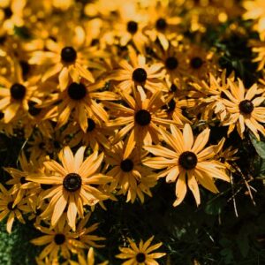 Fleurs extérieures